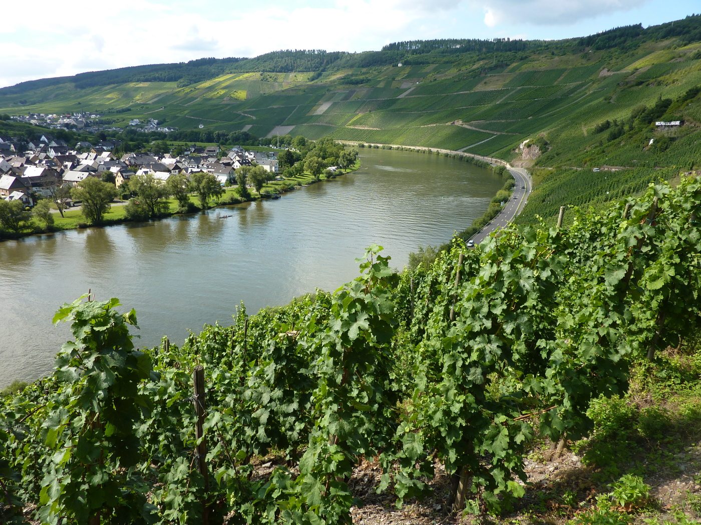 Weinlage Goldgrube