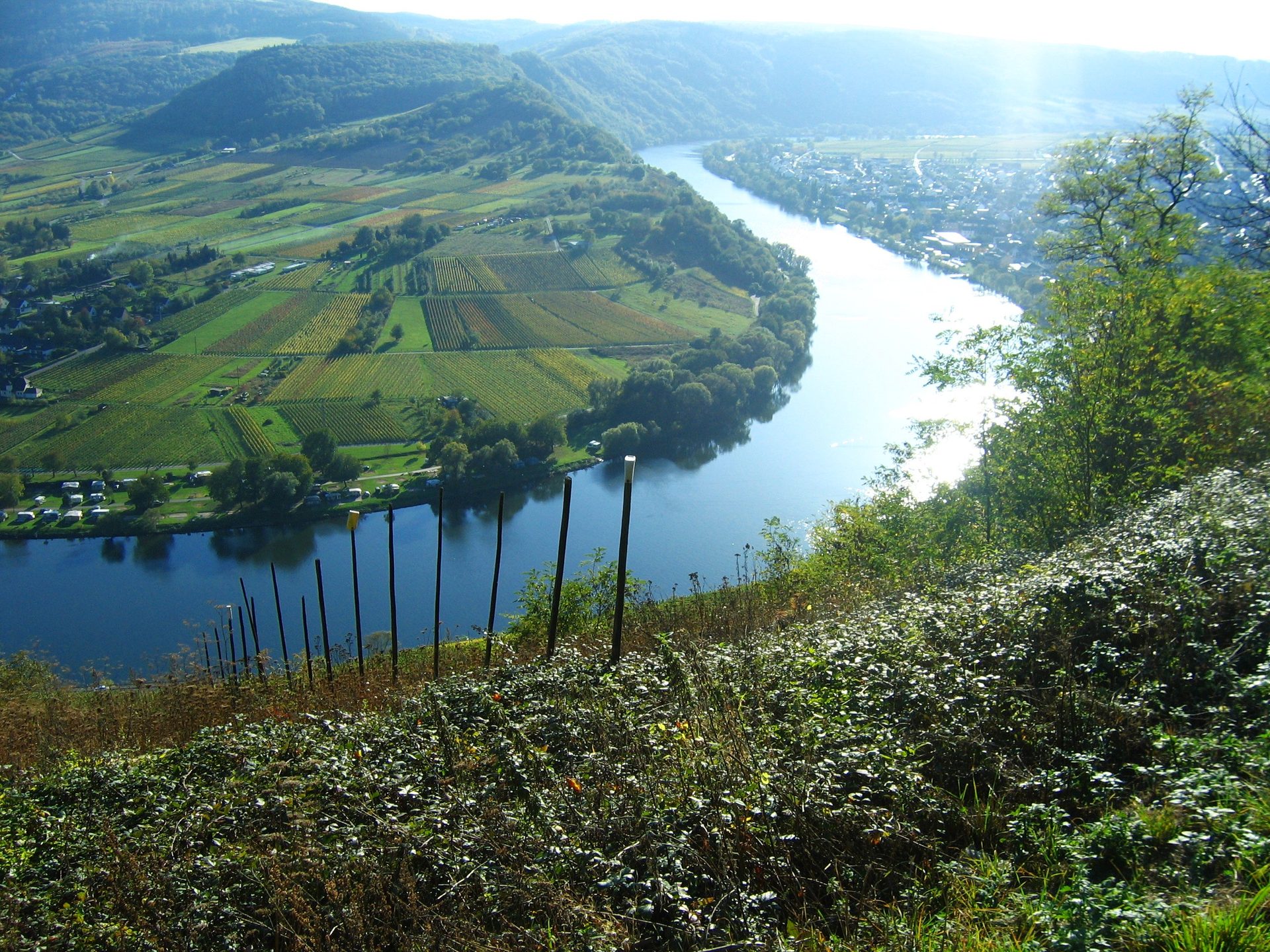 Weinberge an der Mosel